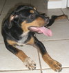 Jesse the Rottie Puppy