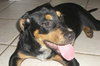 Jesse the Rottie Puppy