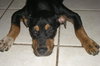 Jesse the Rottie Puppy