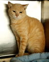 Simba the Orange Bobtail