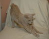 Simba the Orange Bobtail