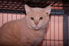 Simba the Orange Bobtail