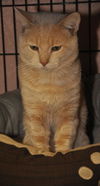 Simba the Orange Bobtail