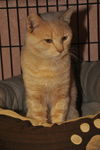 Simba the Orange Bobtail