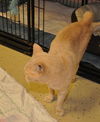 Simba the Orange Bobtail