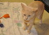 Simba the Orange Bobtail