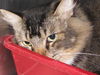 Scooter the Front Declawed Maine Coon Mix