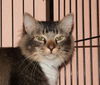 Scooter the Front Declawed Maine Coon Mix