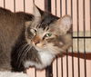 Scooter the Front Declawed Maine Coon Mix