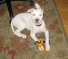 Allison the Deaf Puppy