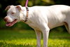 Allison the Deaf Puppy