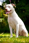 Allison the Deaf Puppy