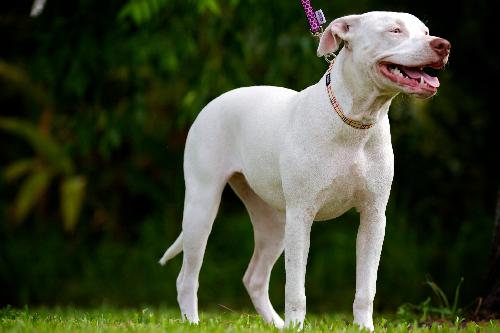 Allison the Deaf Puppy