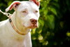 Allison the Deaf Puppy