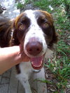 Rufus the Shepard Collie