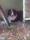 Rufus the Shepard Collie