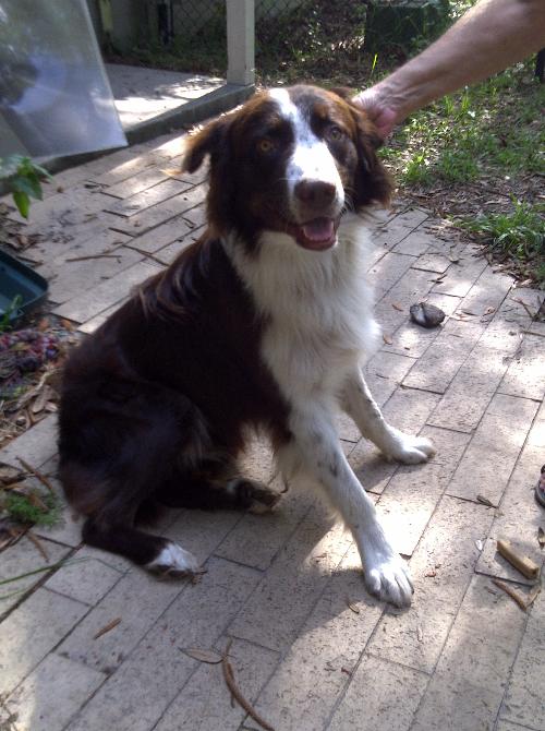 Rufus the Shepard Collie