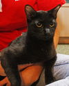 Jasmine the Kitten