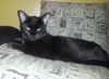 Jasmine the Kitten