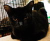 Jasmine the Kitten