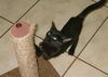 Jasmine the Kitten