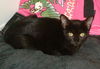 Jasmine the Kitten