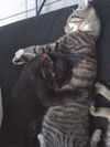 Jasmine the Kitten