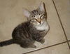 Oscar the Kitten