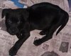 Astor