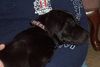 Astor