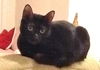 Marilyn the Declawed Exotic Mix