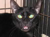Marilyn the Declawed Exotic Mix