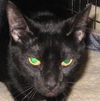 Marilyn the Declawed Exotic Mix