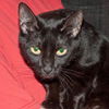 Marilyn the Declawed Exotic Mix