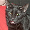 Marilyn the Declawed Exotic Mix