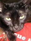 Marilyn the Declawed Exotic Mix