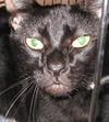 Marilyn the Declawed Exotic Mix