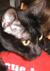 Marilyn the Declawed Exotic Mix