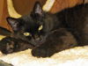 Marilyn the Declawed Exotic Mix