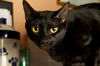Marilyn the Declawed Exotic Mix