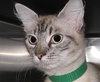Lexi the Lynx Point Siamese Sweetheart