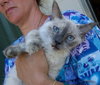 Lexi the Lynx Point Siamese Sweetheart