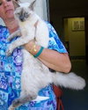 Lexi the Lynx Point Siamese Sweetheart