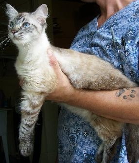 Lexi the Lynx Point Siamese Sweetheart