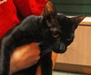 Alfie the Hemmingway Kitten