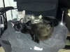 Alfie the Hemmingway Kitten