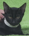 Alfie the Hemmingway Kitten