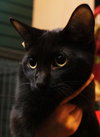 Alfie the Hemmingway Kitten