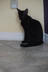 Alfie the Hemmingway Kitten