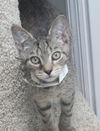 Chester the Sweetie Pie Kitten